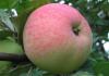 Разные виды яблок. Каталог яблочных сортов. Польза и вред плодов для организма